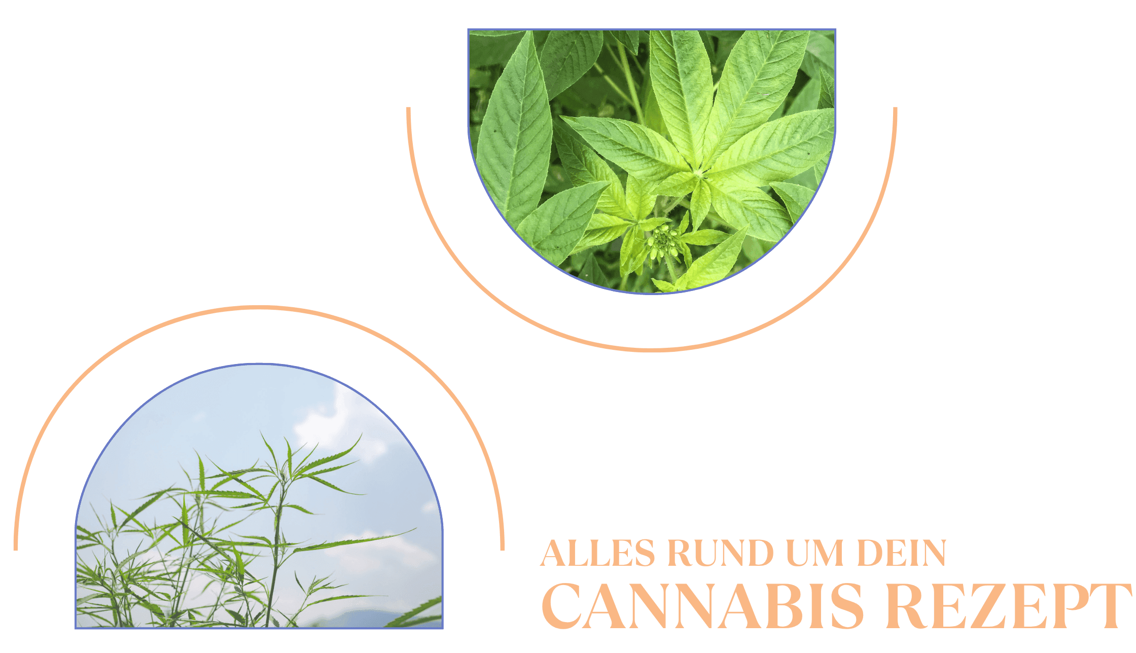 Nahaufnahme von Cannabisblättern in der Natur.