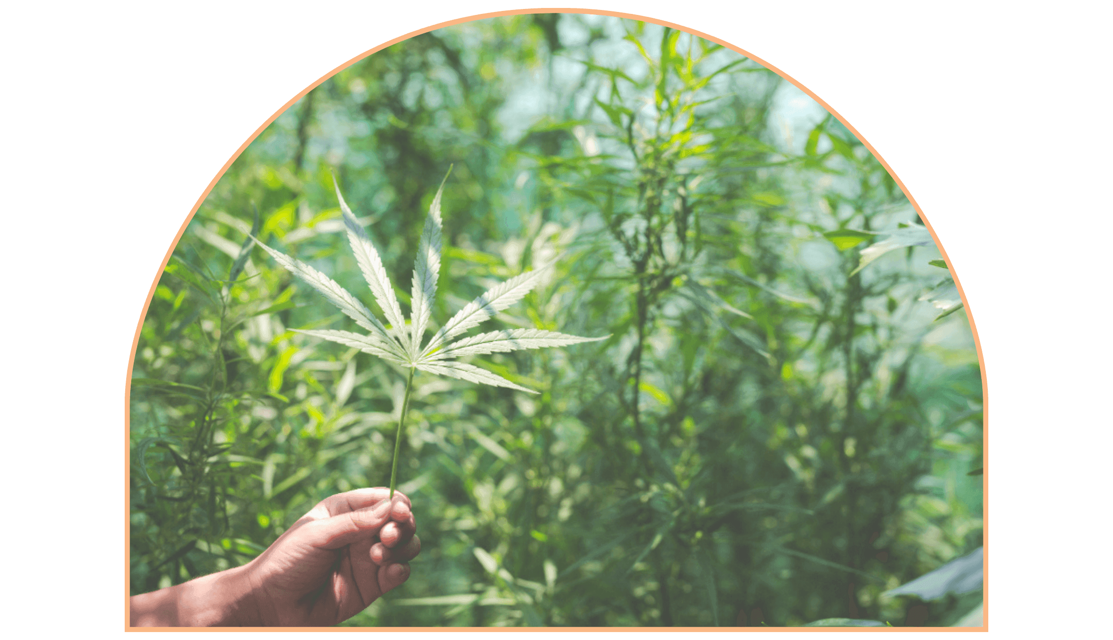 Hand hält ein Hanfblatt in einer grünen Umgebung.